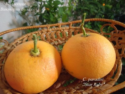 C. paradisi Star Ruby1 - 